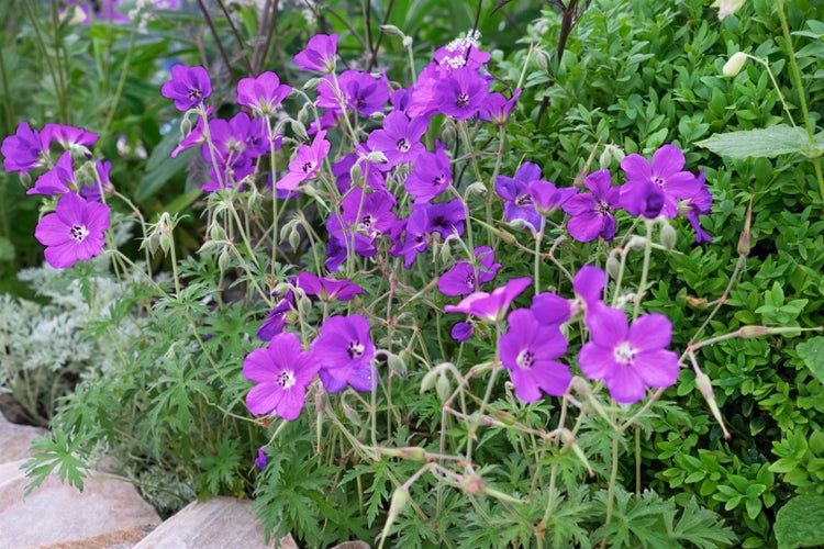 Geranium clarkei 'Kashmir Purple', Storchschnabel, violett, ca. 9x9 cm Topf