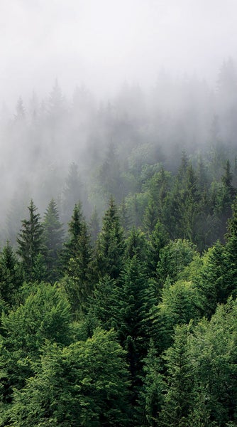 Nebelverhangener Wald mit Nadelbäumen