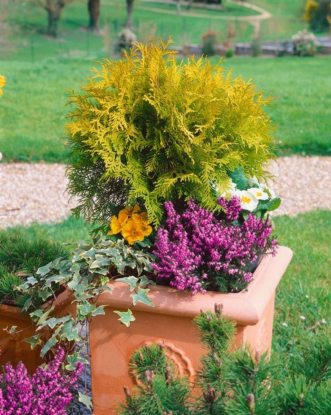 Thuja occidentalis 'Mirjam', Lebensbaum, kompakt, 20–25 cm
