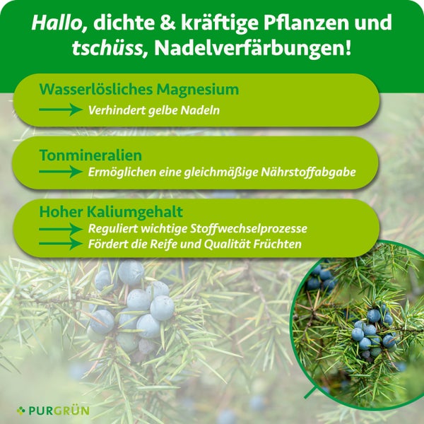 Infografik für Purgrün Dünger: Magnesium verhindert gelbe Nadeln, Tonmineralien geben Nährstoffe ab, Kalium fördert Fruchtreife.