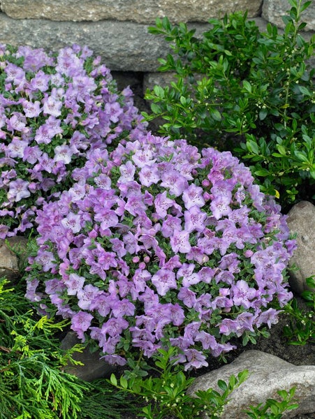 Nahaufnahme von blühenden Rhododendren im Gartenbeet