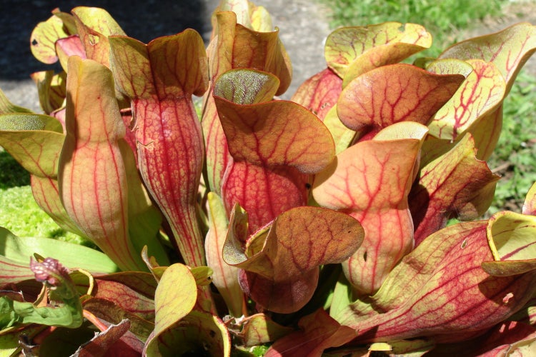 SAFLAX Garden to go - Schlauch- / Kannenpflanze - Sarracenia flava / S. purpurea - Mix - 10 Samen - Mit Topf, Klima - Deckel und Anzuchtsubstrat