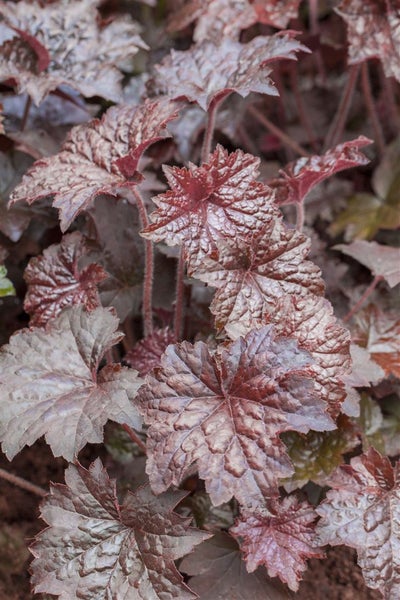 Heuchera micrantha 'Palace Purple', Purpurglöckchen, ca. 9x9 cm Topf