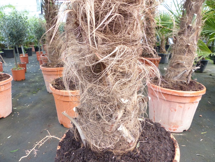 5 Stück 45L Trachycarpus Fortunei Palme, winterhart 200 - 250 cm
