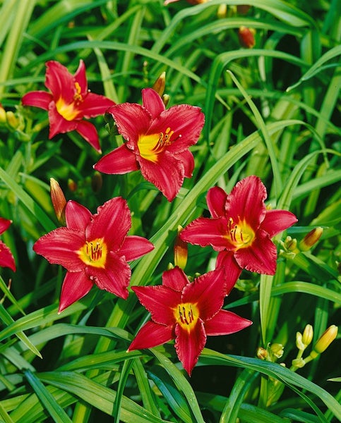 Hemerocallis x cult. 'Pardon Me', Taglilie, rot, ca. 11x11 cm Topf