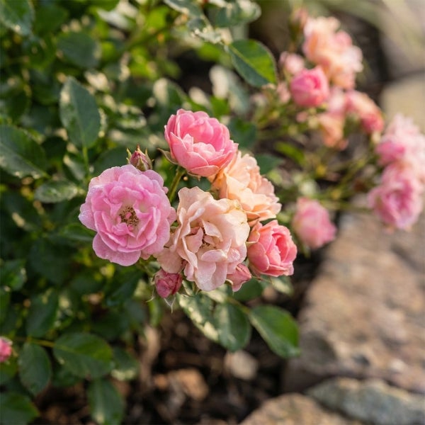 Rosa- und pfirsichfarbene Rosen an einem grünen Strauch im Garten.