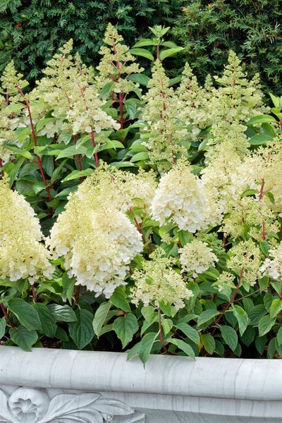 Hydrangea paniculata 'Silver Dollar', Rispenhortensie, weiß, 40–60 cm