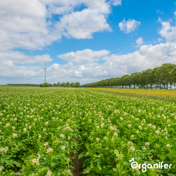 Phytophthora-Konzentrat - 1000 ml für 1000 m2 - Organifer