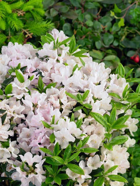 Rhododendron keleticum 'Robert Seleger', kompakt, 20–25 cm