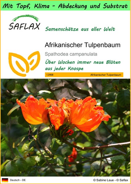 SAFLAX Garden to go - Afrikanischer Tulpenbaum - Spathodea campanulata - 30 Samen - Mit Topf, Klima - Deckel und Anzuchtsubstrat