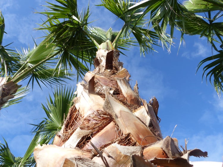 Hanfpalme mit strukturiertem Stamm und fächerförmigen grünen Blättern.