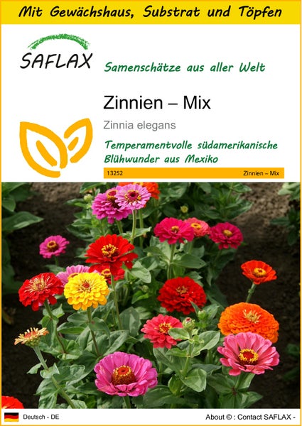 SAFLAX Anzucht Set - Zinnien – Mix - Zinnia elegans - 50 Samen - Mit Mini-Gewächshaus, Anzuchtsubstrat und 2 Töpfen