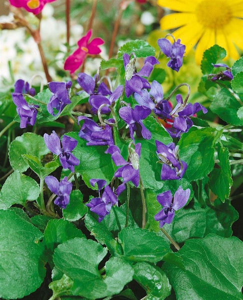 Blühende Veilchenpflanze mit grünen Blättern