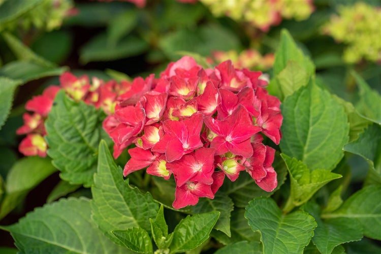 Nahaufnahme einer roten Hortensienblüte mit grünen Blättern