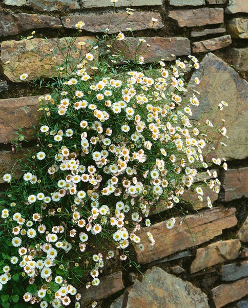 Erigeron karvinskianus, Spanisches Gänseblümchen, ca. 9x9 cm Topf