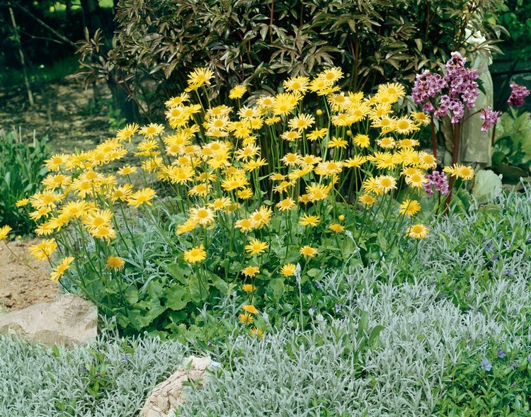 Doronicum orientale 'Magnificum', Gämswurz, gelb, ca. 9x9 cm Topf