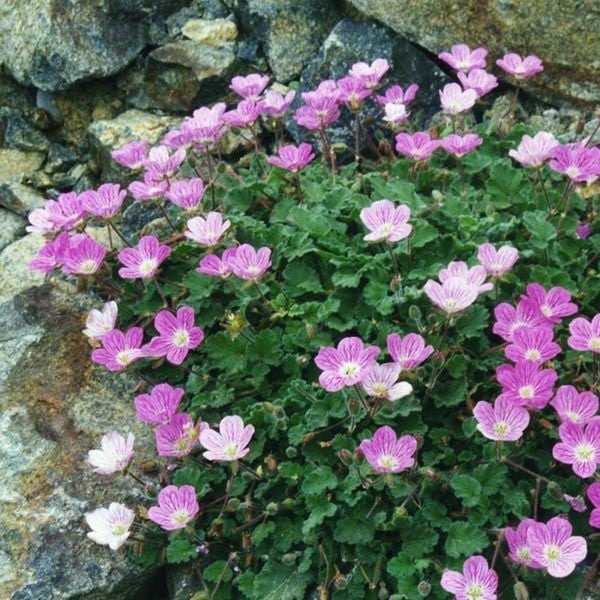Blühende Felsen-Storchschnabel Pflanze im Garten