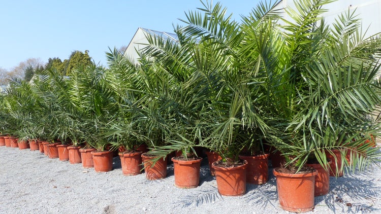 2 Stück Palme XXL 180 cm Phoenix canariensis, kanarische Dattelpalme, winterhart