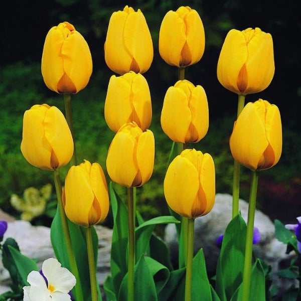 Gelbe Tulpen im Gartenbeet