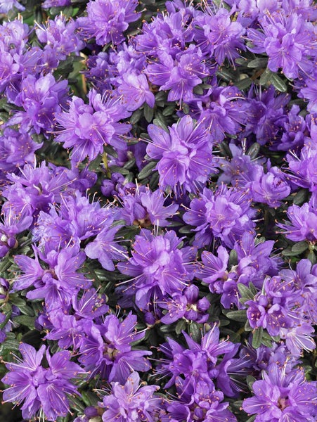 Rhododendron russatum 'Purple Pillow', lila Blüten, 10–15 cm