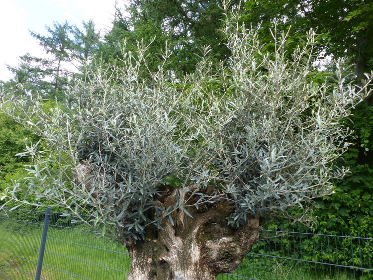 genau dieser Baum L5 Olivenbaum 250 cm, knorrige alte urige Olive winterhart