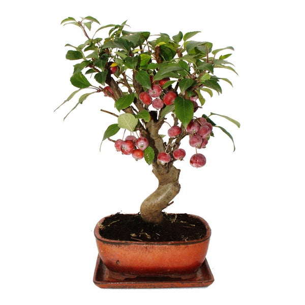 Bonsai Malus Apfelbaum mit geschwungenem Stamm und roten Früchten in einer rechteckigen Keramikschale mit Untersetzer.