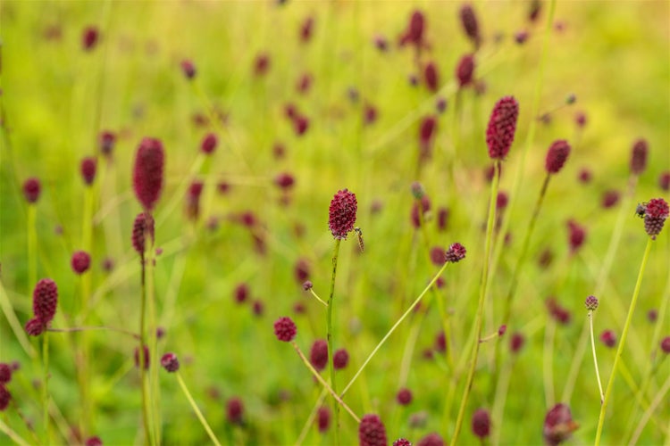 Sanguisorba officinalis 'Tanna', Wiesenknopf, rot, ca. 9x9 cm Topf
