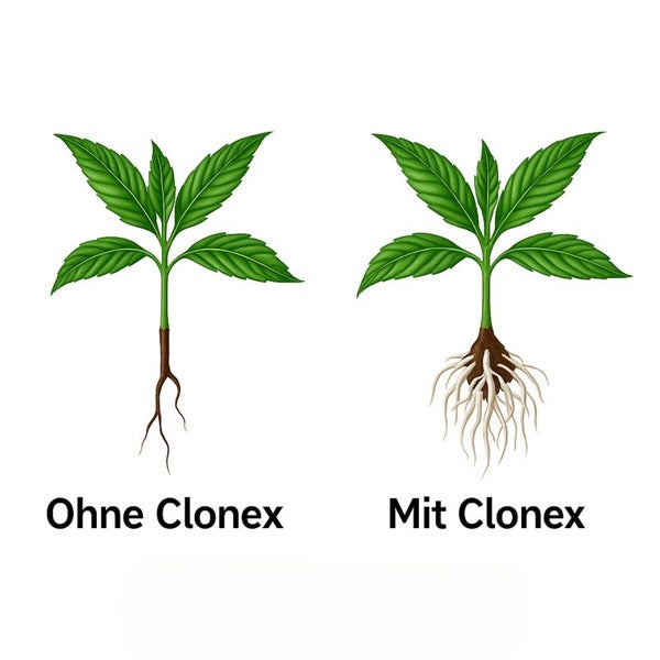 Illustration zum Vergleich des Wurzelwachstums bei einem Steckling ohne Clonex und mit Clonex Bewurzelungshormon.