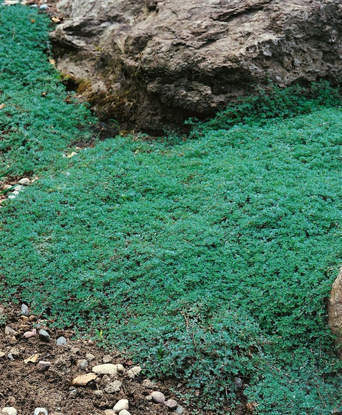 Thymus praecox var. pseudolanuginosus, Teppichthymian, ca. 9x9 cm Topf