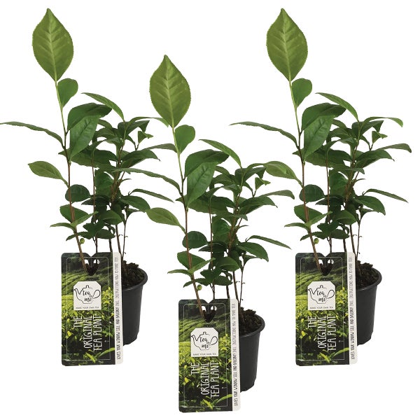 Teepflanze | Camelie 'Sinensis' pro 3 Stück - Freilandpflanze im Gärtnertopf 510,5 cm - cm20 cm