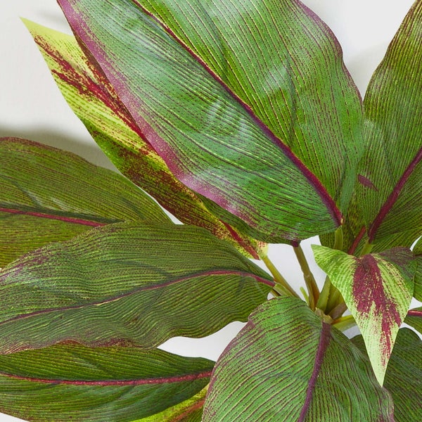 Nahaufnahme von grünen Pflanzenblättern mit dunkelroten Blattadern und strukturierter Oberfläche.