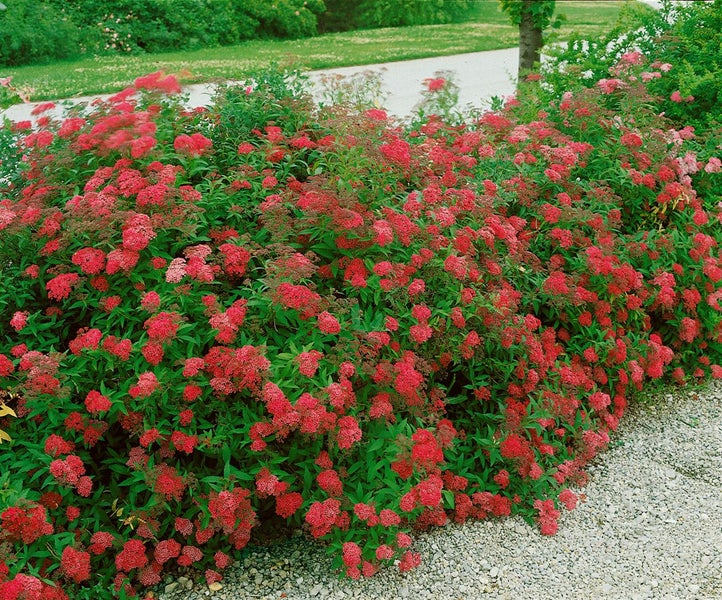 Spiraea japonica 'Anthony Waterer', Rote Sommerspiere, 15–20 cm
