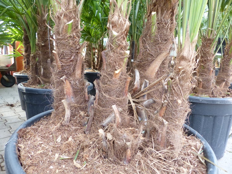 Trachycarpus Fortunei Gruppe mehrstämmig Palme, winterhart 180 - 200 cm Palmengruppe