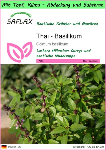 SAFLAX Garden to go - Thai - Basilikum - Ocimum basilicum - 200 Samen - Mit Topf, Klima - Deckel und Anzuchtsubstrat