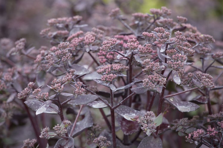 Sedum telephium, Fetthenne, ca. 9x9 cm Topf, sukkulent