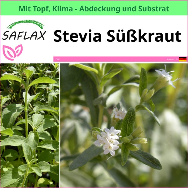 Saflax Stevia Kraut im Topf mit Klimaabdeckung und Substrat