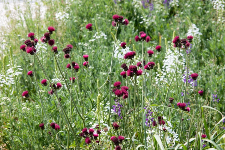 Cirsium rivulare, Kratzdistel, ca. 11x11 cm Topf, dekorativ