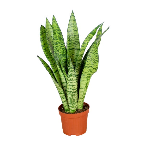 Sansevieria 'Zeylanica' - Frauenzunge - Pflegeleicht - ⌀9 - ↕35 cm