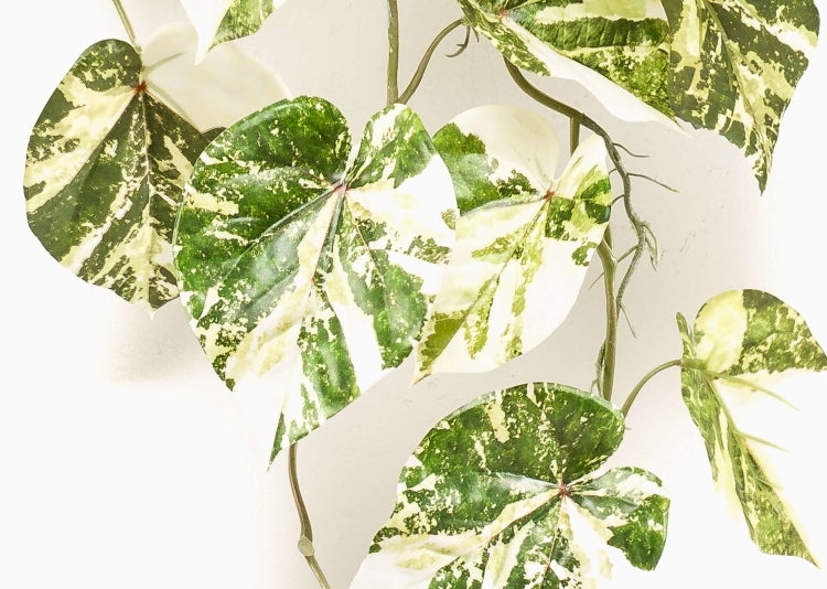 Nahaufnahme von herzförmigen, panaschierten Blättern mit grün-weißer Marmorierung an einem dünnen Stiel.