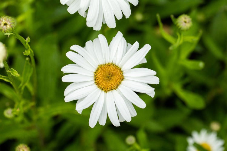 Leucanthemum x superbum 'Silberprinzesschen', Margerite, weiß, ca. 9x9 cm Topf