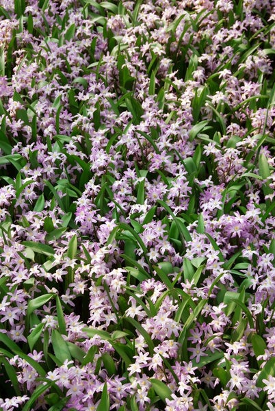 Feld mit Sternhyazinthen und grünen Blättern