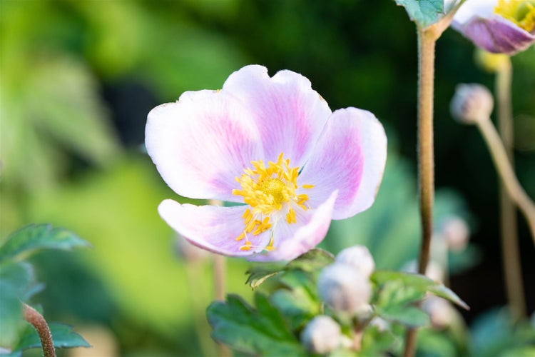 Nahaufnahme einer japanischen Anemone mit gelben Staubgefäßen