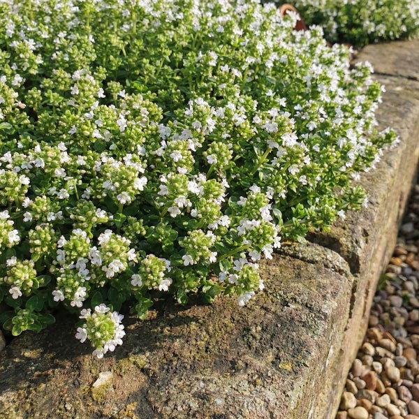 Polsterbildender Sand-Thymian mit weißen Blüten wächst über eine Natursteinmauer.