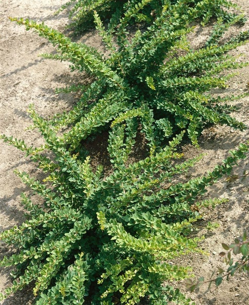 Berberis thunbergii 'Green Carpet', Teppich-Berberitze, grün, 20–30 cm