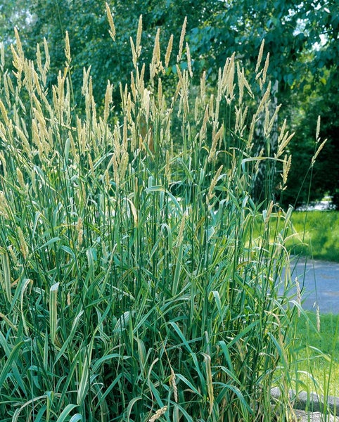 Glyceria maxima 'Variegata', Buntlaubiges Süßgras, ca. 9x9 cm Topf