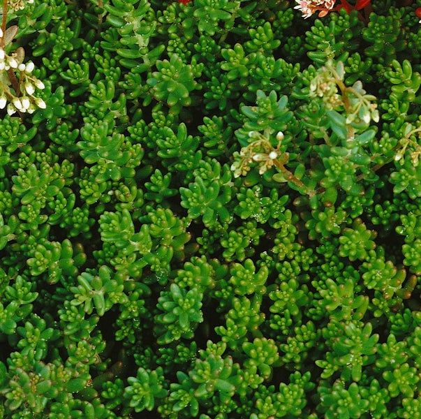 Sedum album 'Murale', Teppichsedum, rötlich, ca. 9x9 cm Topf