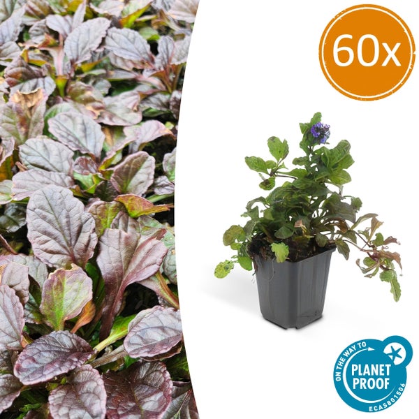 Bodendecker - Kriechender Günsel - Ajuga reptans - 9cm Topf - Set mit 60 Pflanzen
