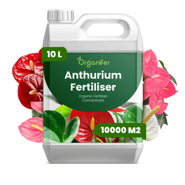 Organifer Anthurium Dünger, organisches Flüssigdünger-Konzentrat, 10 Liter Kanister für bis zu 10.000 Quadratmeter.