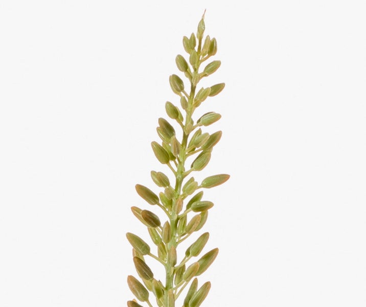 Steppenkerze mit vielen kleinen pfirsichfarbenen Blüten an einem grünen Stiel.