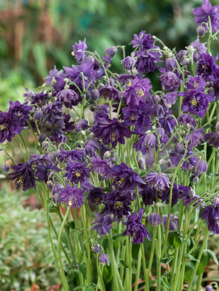 Aquilegia vulgaris 'Blue Barlow', Akelei, blau, ca. 9x9 cm Topf